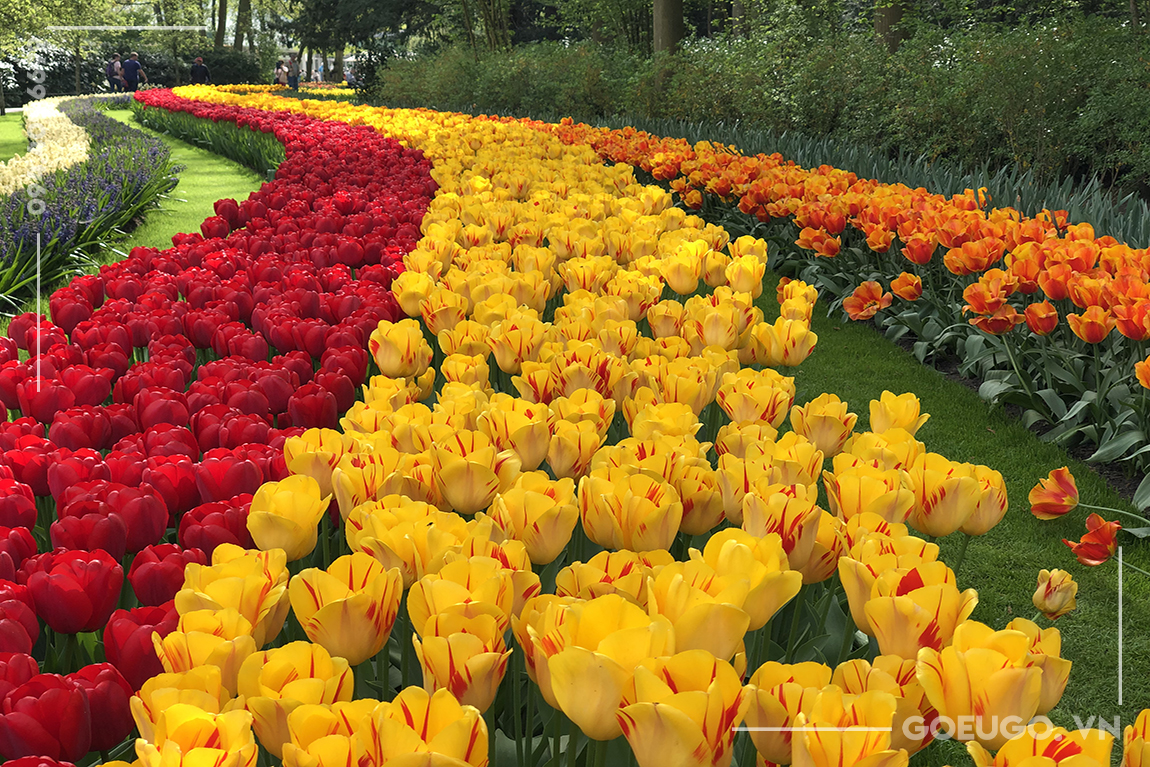 KEUKENHOF - VUON HOA TULIP LON NHAT THE GIOI