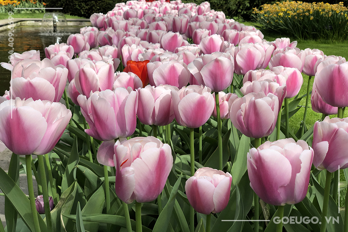 KEUKENHOF - VUON HOA TULIP LON NHAT THE GIOI