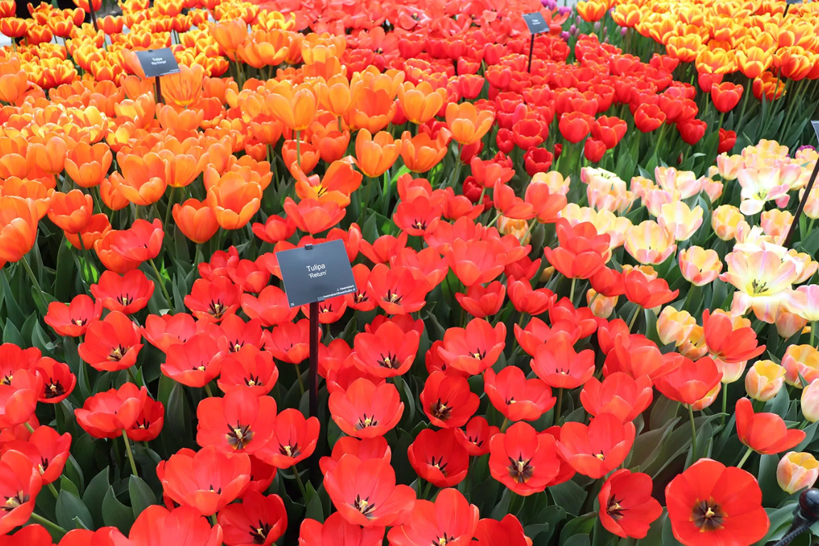 KEUKENHOF - VUON HOA TULIP LON NHAT THE GIOI