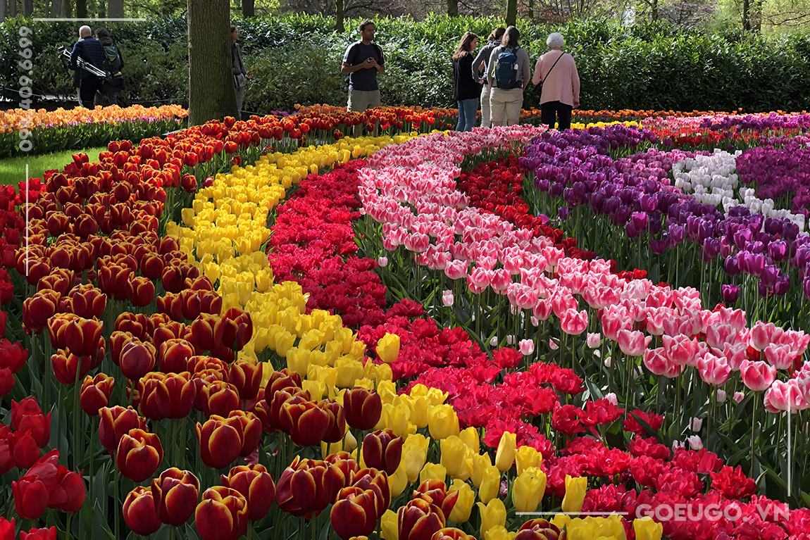 KEUKENHOF - VUON HOA TULIP LON NHAT THE GIOI