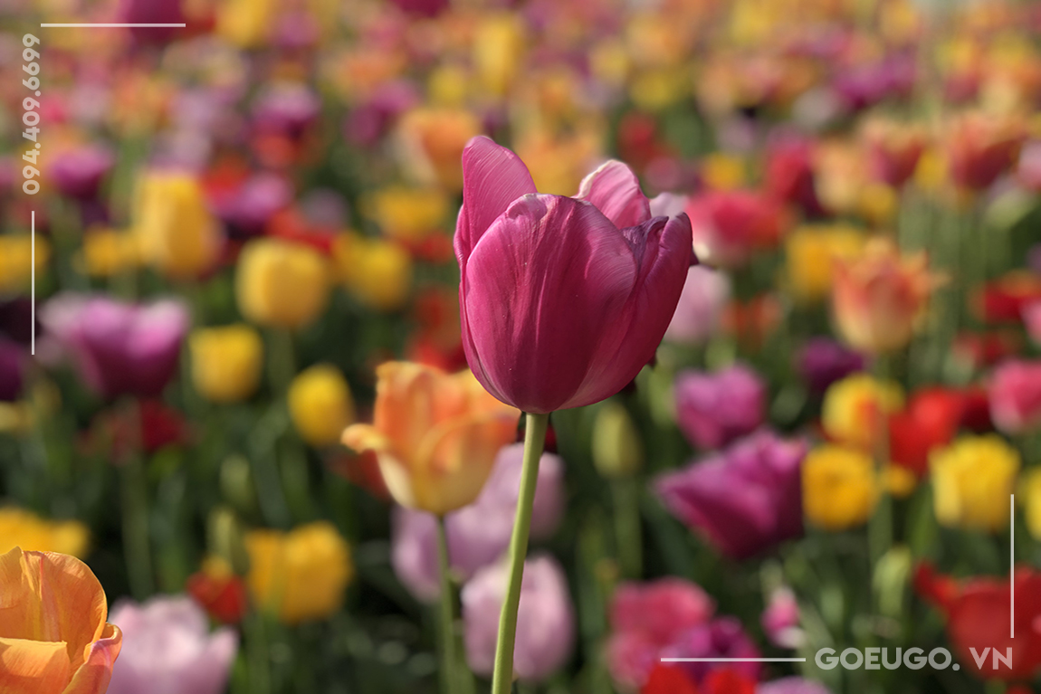 KEUKENHOF - VƯỜN HOA TULIP LỚN NHẤT THẾ GIỚI