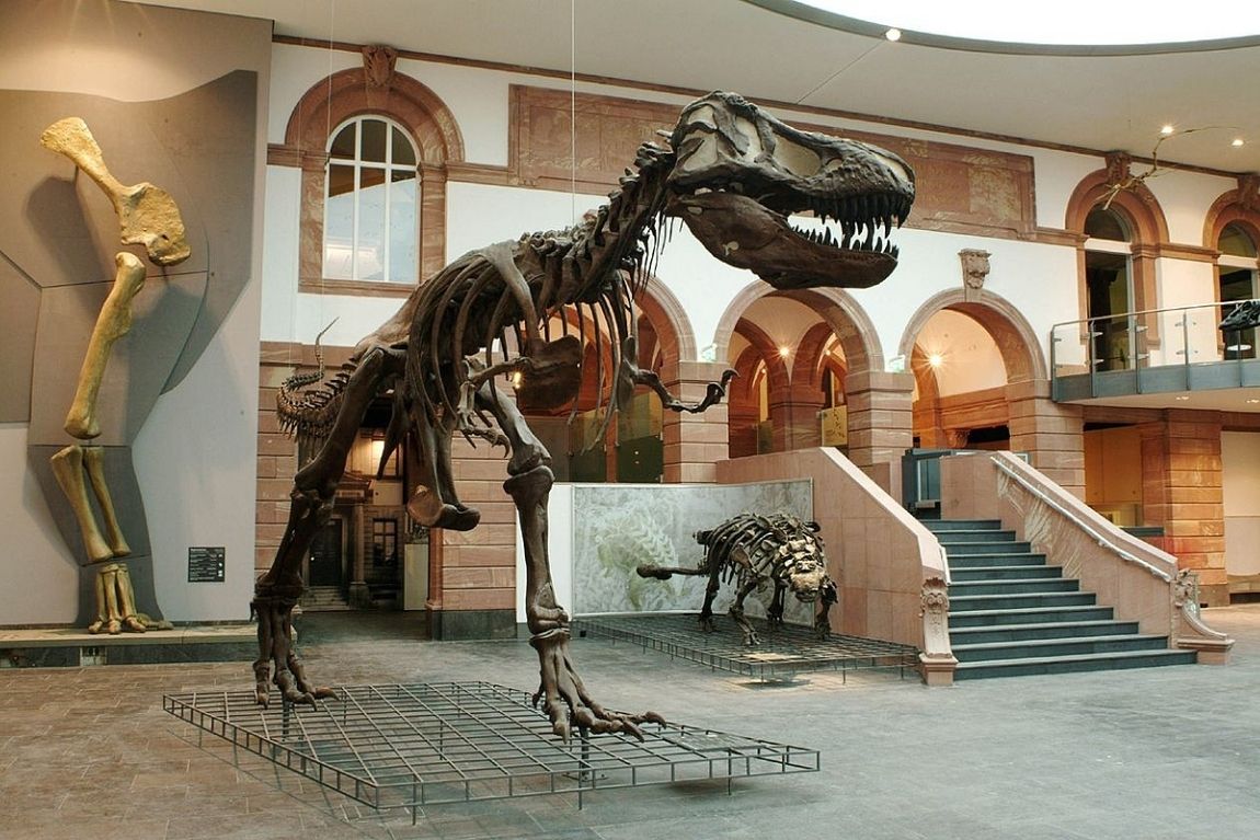 Frankfurt - Bảo tàng Senckenberg