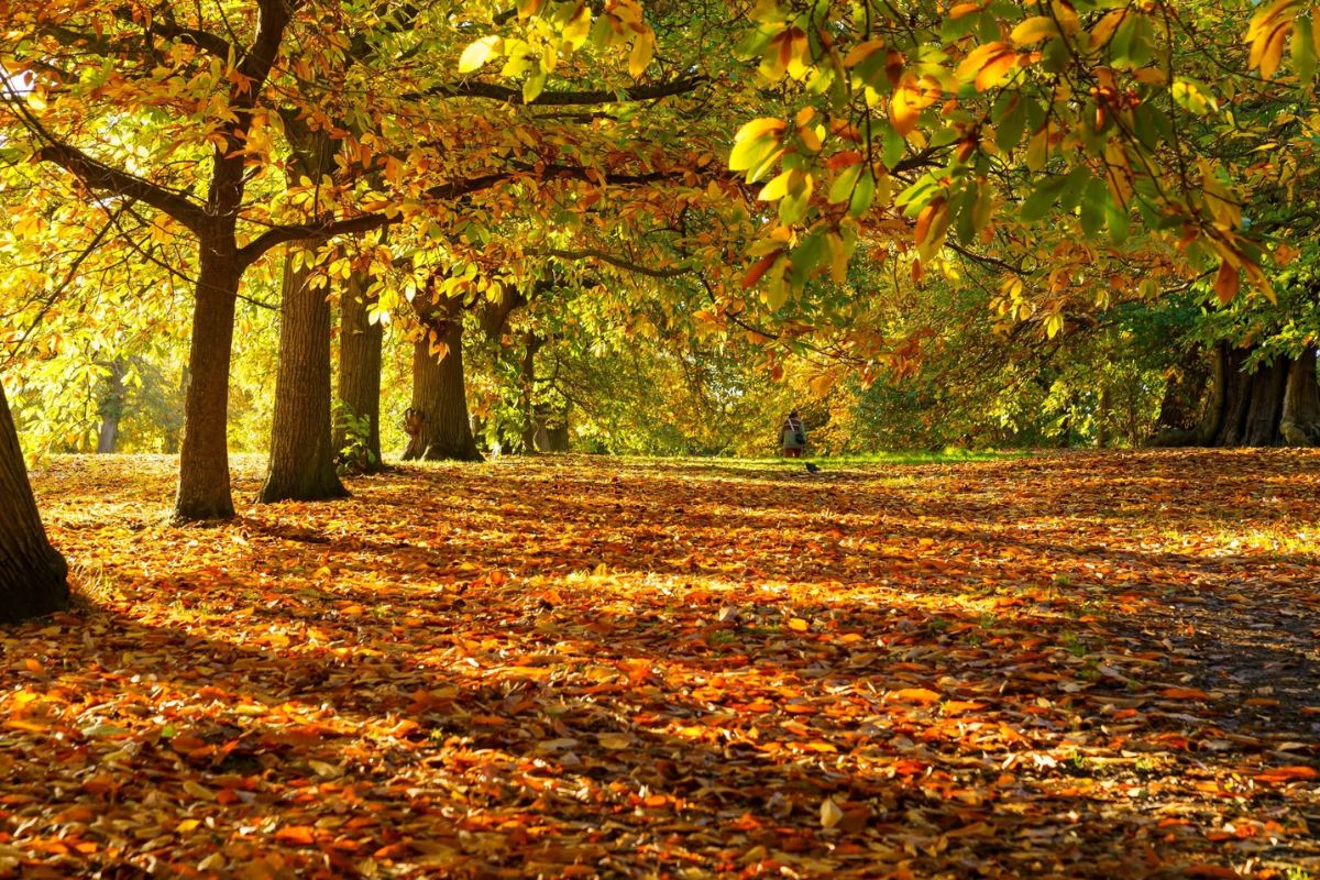 Greenwich Park