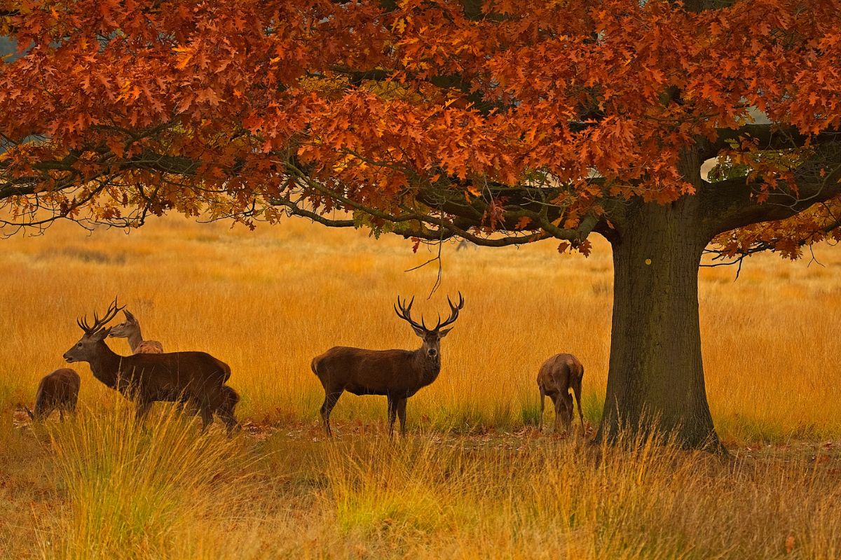 Richmond Park