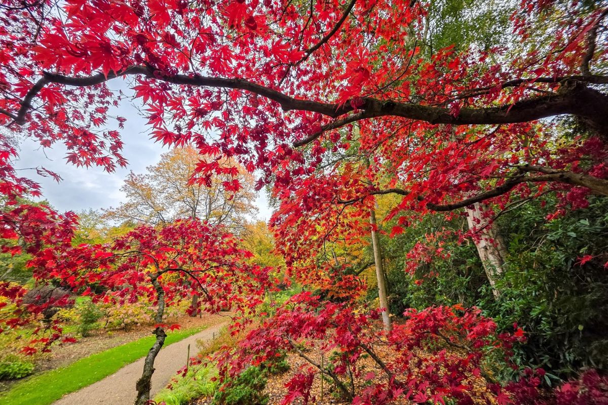 Savill Garden